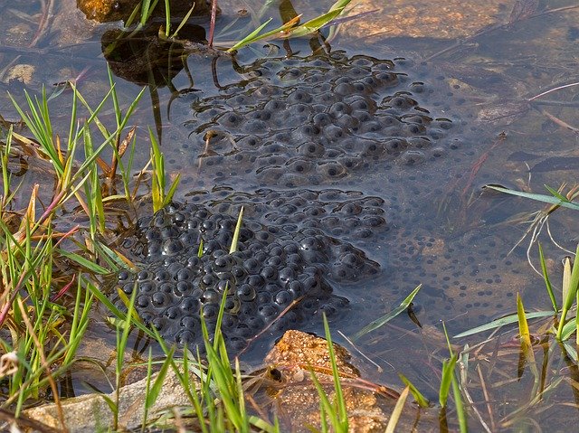 ดาวน์โหลดฟรี Spawn Frog Drop - ภาพถ่ายหรือรูปภาพฟรีที่จะแก้ไขด้วยโปรแกรมแก้ไขรูปภาพออนไลน์ GIMP