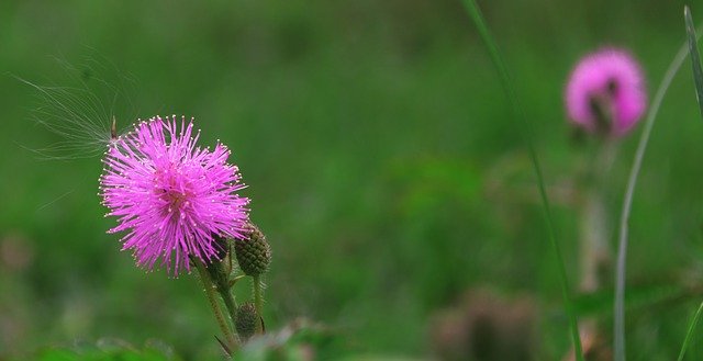 Free download Spear Thistle Flower Plant -  free photo or picture to be edited with GIMP online image editor