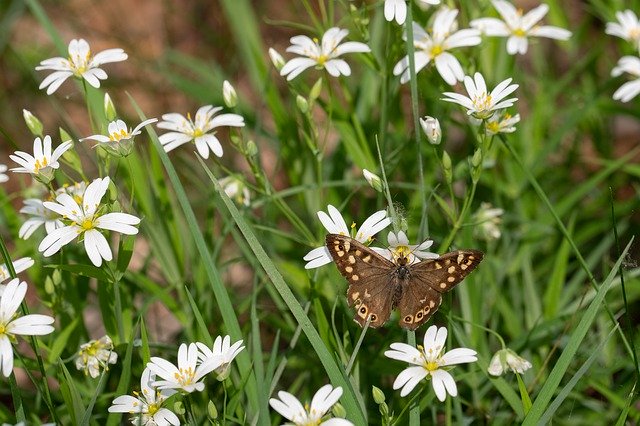 Free download Speckled Wood Pararge Aegeria -  free photo or picture to be edited with GIMP online image editor