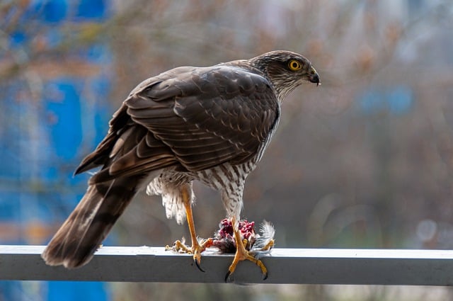 Free download sperber eurasian sparrowhawk free picture to be edited with GIMP free online image editor