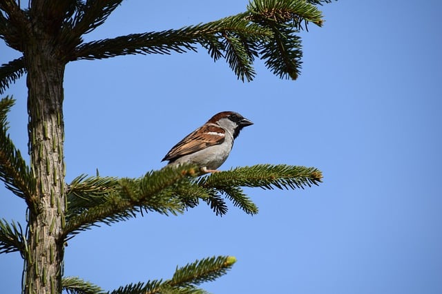 Free download sperling bird sparrow fir tree free picture to be edited with GIMP free online image editor