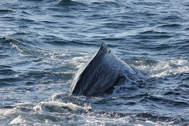 Free download Sperm Whale Back -  free photo or picture to be edited with GIMP online image editor