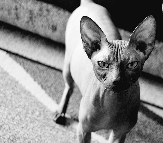 Free download Sphynx Cats Pet -  free photo or picture to be edited with GIMP online image editor