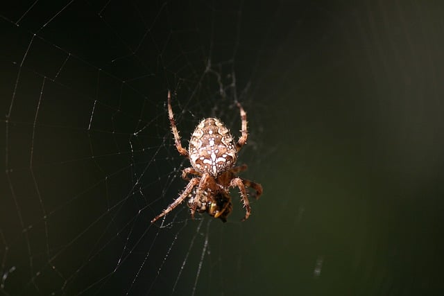 Free download spider arachnid bug orb weaver free picture to be edited with GIMP free online image editor