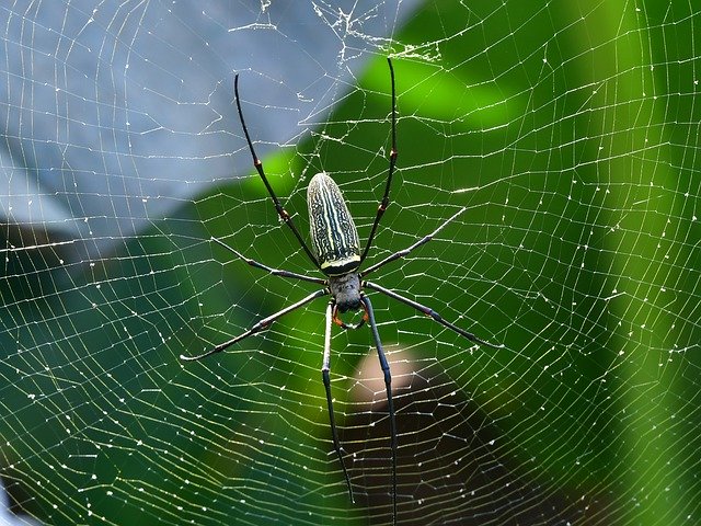 Free download Spider Arachnid Spiderweb -  free photo or picture to be edited with GIMP online image editor