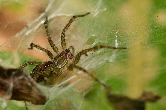 Free download Spider Arachnid Wildlife -  free photo or picture to be edited with GIMP online image editor