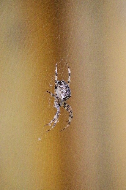 Free download Spider Araneus Cobweb Close -  free photo or picture to be edited with GIMP online image editor