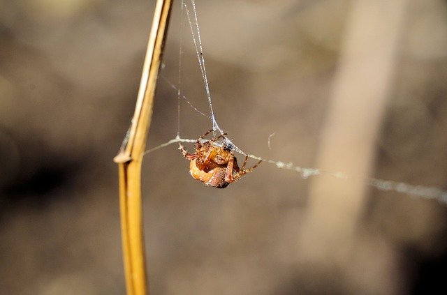 Free download Spider Araneus Spin Threads Close -  free photo or picture to be edited with GIMP online image editor