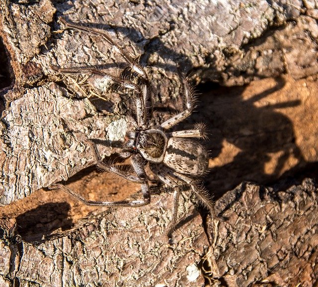 Free download Spider Banded Hunstman Holconia -  free photo or picture to be edited with GIMP online image editor