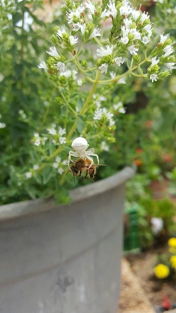 বিনামূল্যে ডাউনলোড করুন Spider Bee Nature - বিনামূল্যে ছবি বা ছবি GIMP অনলাইন ইমেজ এডিটর দিয়ে সম্পাদনা করতে হবে