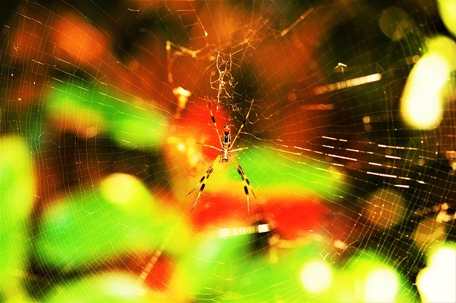 Free download Spider CharlotteS Web Man -  free photo or picture to be edited with GIMP online image editor