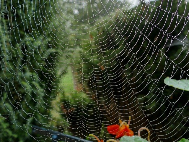 Free download Spider Cobweb Hotel -  free photo or picture to be edited with GIMP online image editor