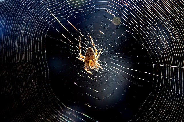 Free download Spider Cobweb Insect -  free photo or picture to be edited with GIMP online image editor