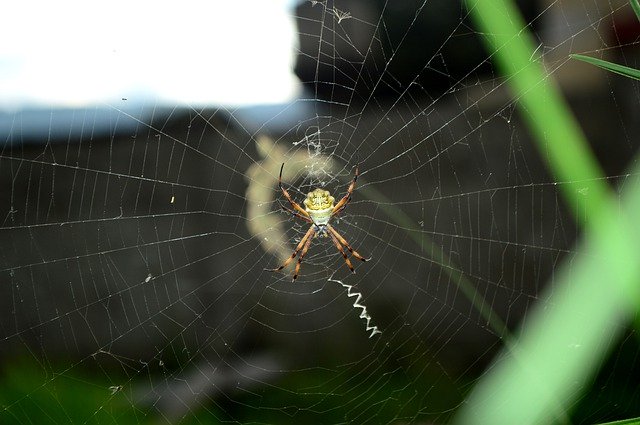 Free download Spider Cobweb Nature -  free photo or picture to be edited with GIMP online image editor