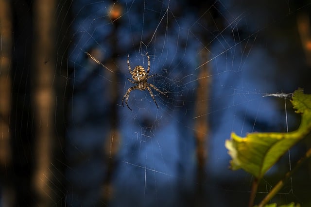 Free download spider european garden spider free picture to be edited with GIMP free online image editor