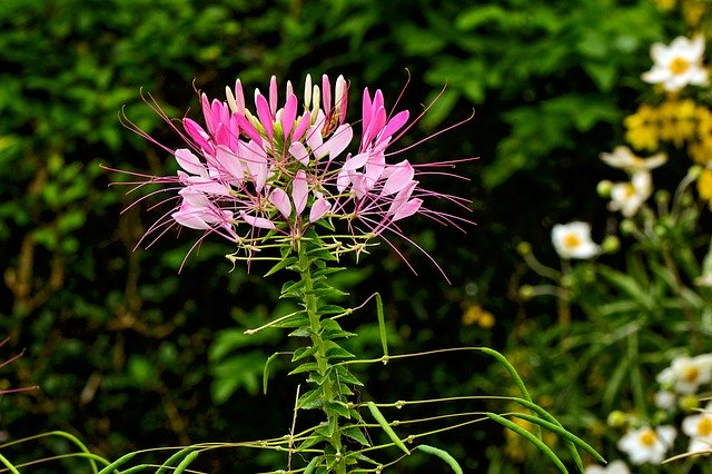 Free download Spider Flower Cleome Nature -  free photo or picture to be edited with GIMP online image editor