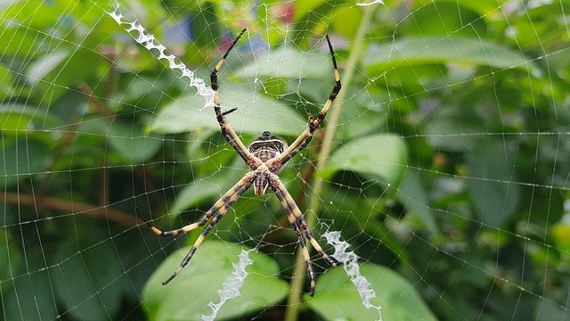 Free download Spider Garden Nature -  free photo or picture to be edited with GIMP online image editor