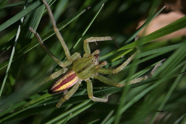 Ücretsiz indir örümcek otu yakın çekim makro doğa ücretsiz resim GIMP ücretsiz çevrimiçi resim düzenleyici ile düzenlenebilir