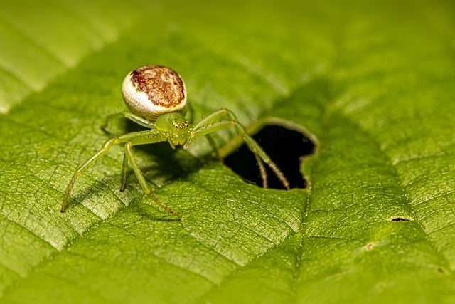 Free download spider green crab spider arachnid free picture to be edited with GIMP free online image editor