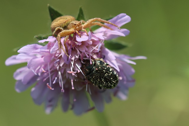 Free download spider hunter beetle nature macro free picture to be edited with GIMP free online image editor