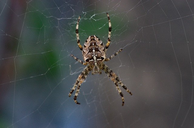 Free download Spider Hunter Insects -  free photo or picture to be edited with GIMP online image editor