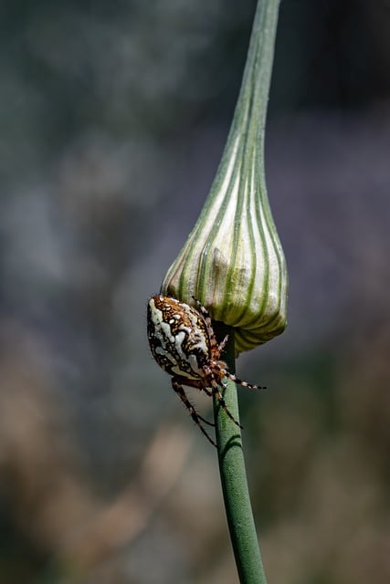 Free download spider insect aculepeira ceropegia free picture to be edited with GIMP free online image editor