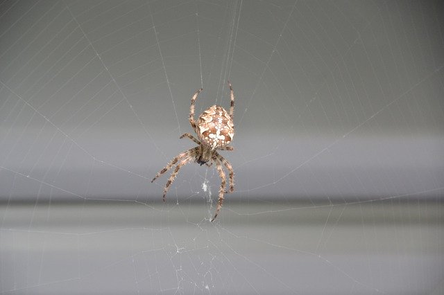 Free download Spider Insect Araneus -  free photo or picture to be edited with GIMP online image editor