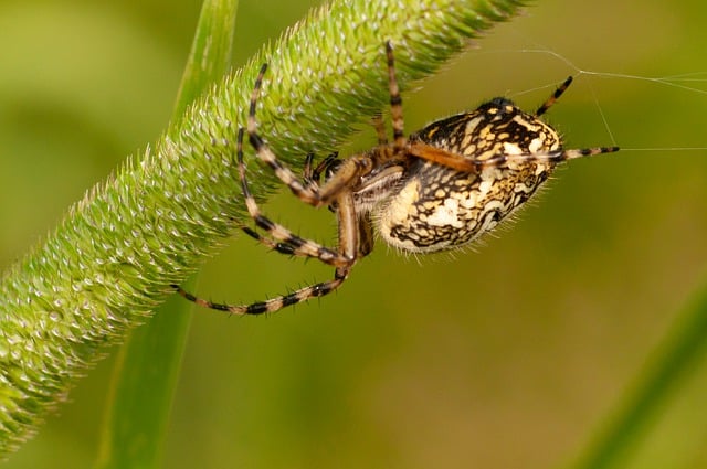 Free download spider insect macro nature free picture to be edited with GIMP free online image editor