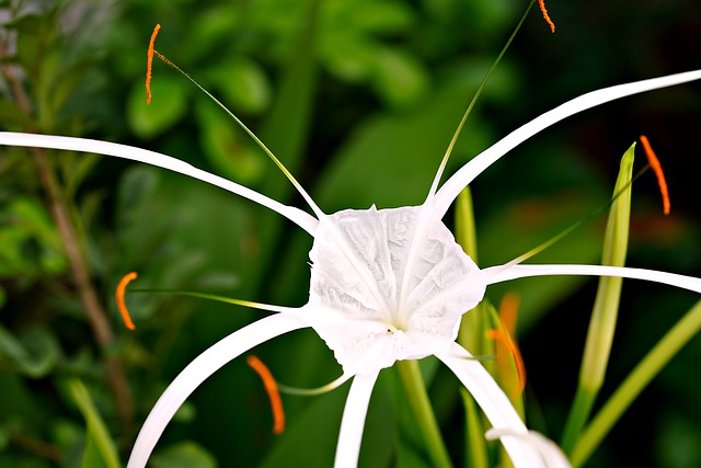 Free download spider lily flower flora nature free picture to be edited with GIMP free online image editor