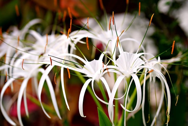 Free download spider lily lily flower flora free picture to be edited with GIMP free online image editor