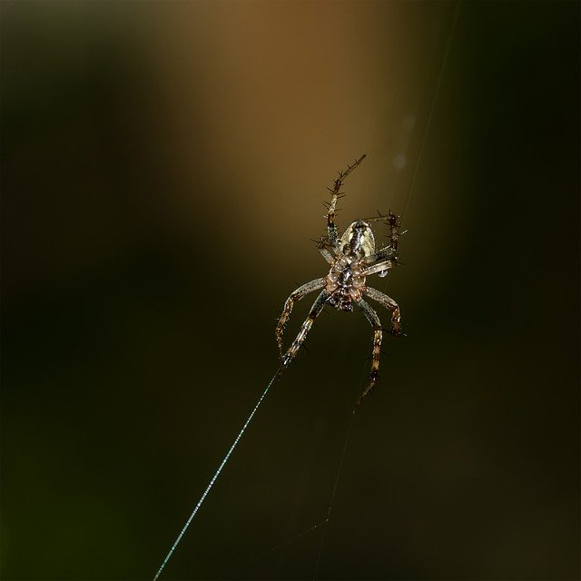 Free download Spider Male Insects -  free photo or picture to be edited with GIMP online image editor