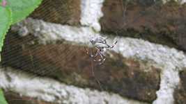 Free download Spider Nature Fauna -  free video to be edited with OpenShot online video editor