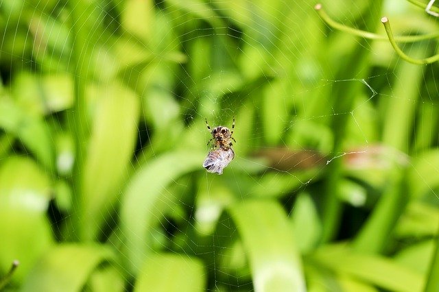 Free download Spider Nature Insect -  free photo or picture to be edited with GIMP online image editor