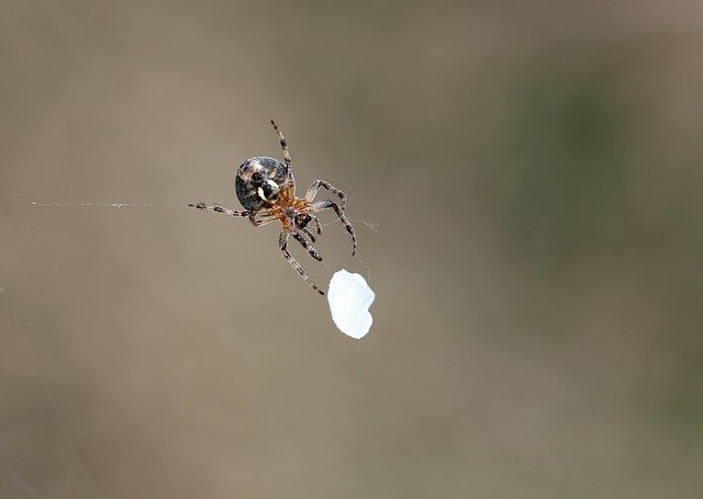 Free download Spider Petal White -  free photo or picture to be edited with GIMP online image editor