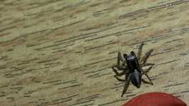 Free download Spider Small Arachnid -  free video to be edited with OpenShot online video editor