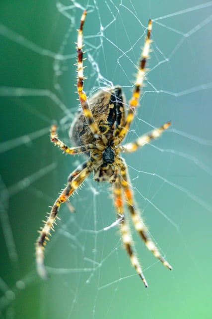 Free download spider spiderweb cobweb legs hairy free picture to be edited with GIMP free online image editor