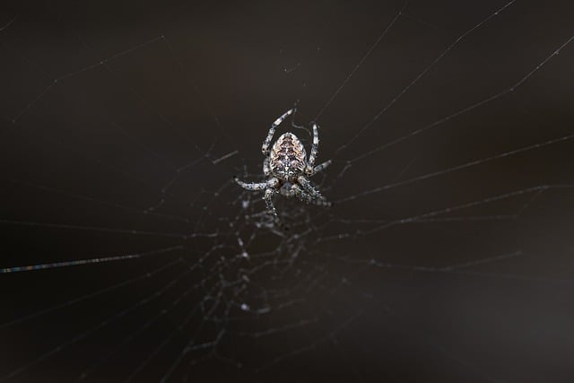 Free download spider spider web macro close up free picture to be edited with GIMP free online image editor