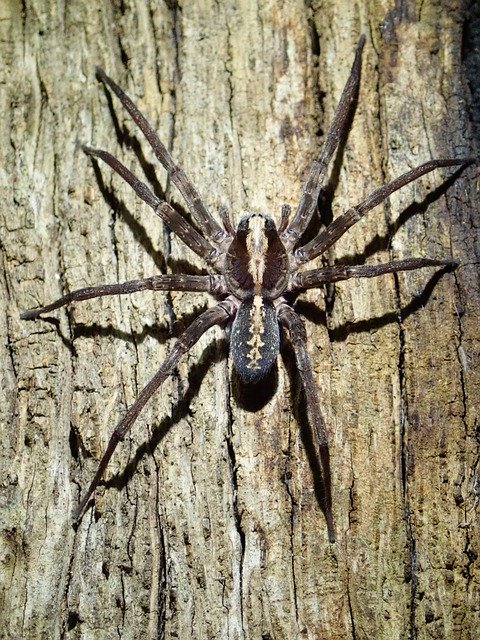 Free download Spider Tropical Wolf -  free photo or picture to be edited with GIMP online image editor