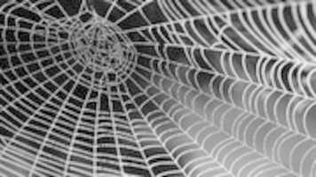 Free download spiderweb_1 free photo or picture to be edited with GIMP online image editor