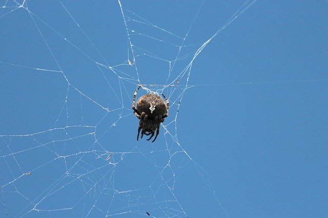 Free download Spider Web Arthropod -  free photo or picture to be edited with GIMP online image editor