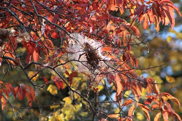 Free download Spider Web Autumn Lea -  free photo or picture to be edited with GIMP online image editor