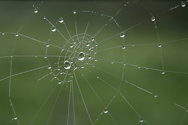 Free download spider web cobwebs dewdrop free picture to be edited with GIMP free online image editor