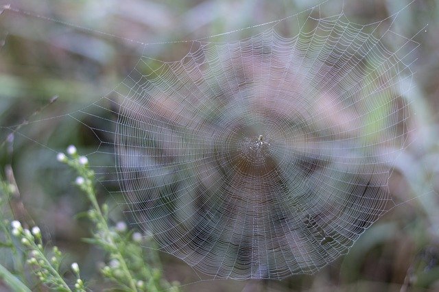 Free download Spider Web Dew -  free photo or picture to be edited with GIMP online image editor