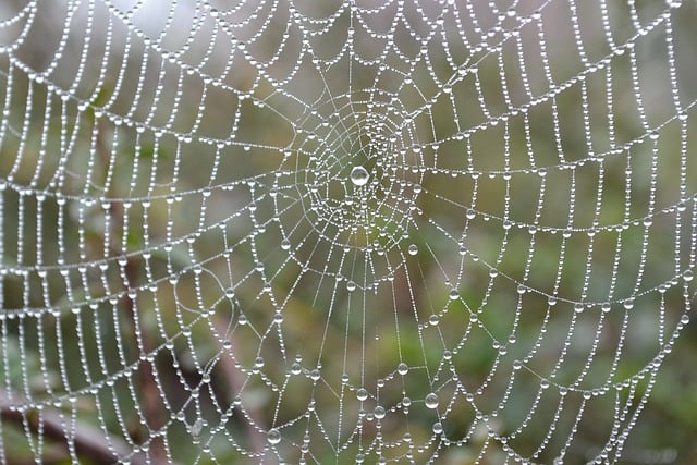 Free download spiderweb dewdrops water droplets free picture to be edited with GIMP free online image editor