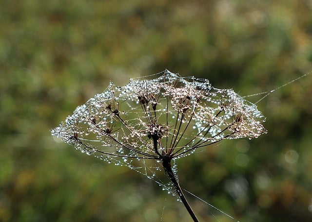 Free download spiderweb dew dry plant autumn free picture to be edited with GIMP free online image editor