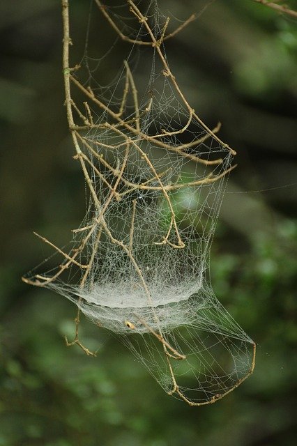 Free download Spider Web Dew On -  free photo or picture to be edited with GIMP online image editor