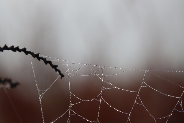 Free download spider web fog autumn nature free picture to be edited with GIMP free online image editor