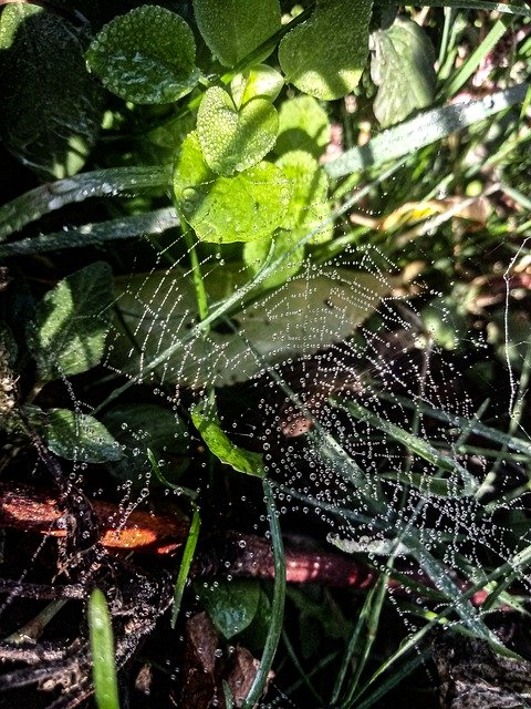 Free download Spider Web Green Leaves Autumn -  free photo or picture to be edited with GIMP online image editor