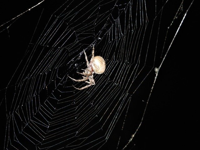 Free download Spider Web Insects -  free photo or picture to be edited with GIMP online image editor