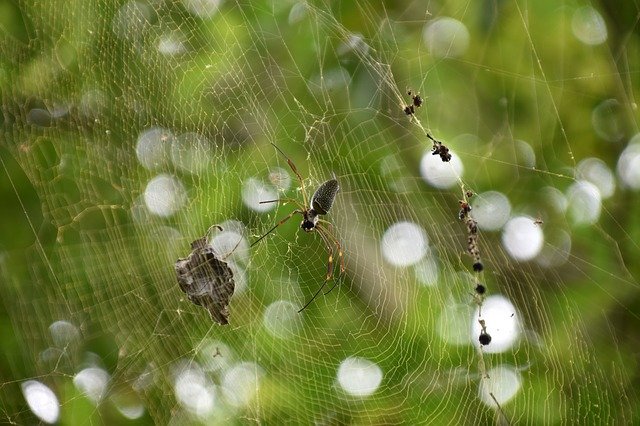 دانلود رایگان Spider Web Jungle - عکس یا عکس رایگان قابل ویرایش با ویرایشگر تصویر آنلاین GIMP